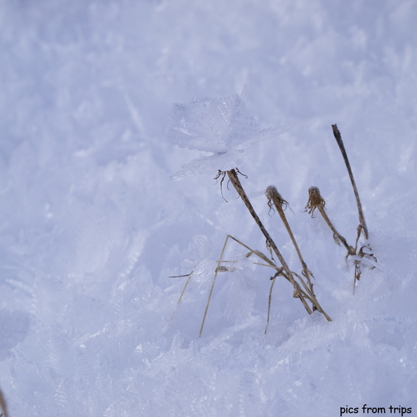 ice flower2011d30c042.jpg